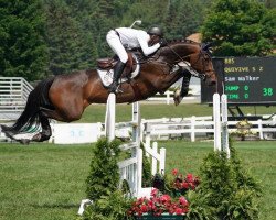 jumper Quivive S Z (Zangersheide riding horse, 2005, from Quasimodo Z)