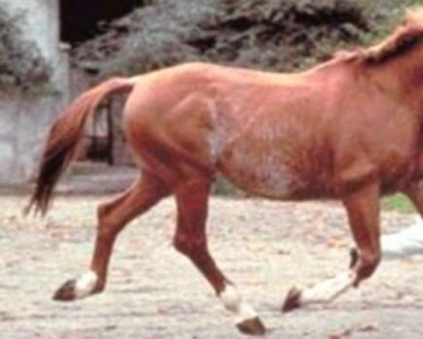 stallion Tcherkou AA (Anglo-Arabs, 1981, from Tcherkess AA)