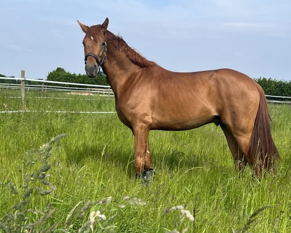 dressage horse Vancouver BG (Hanoverian, 2020, from Vivino)