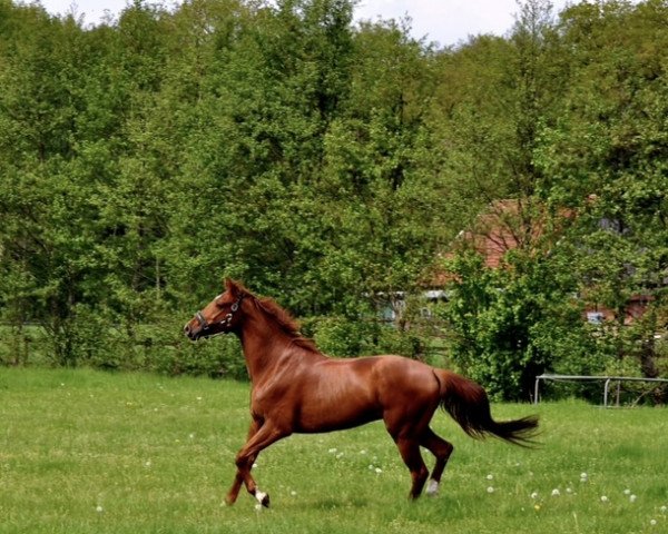 dressage horse Frederik 137 (Hanoverian, 2019, from Finnigan)