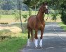 dressage horse Fürst Fritz 6 (Westphalian, 2009, from Fürst Piccolo)