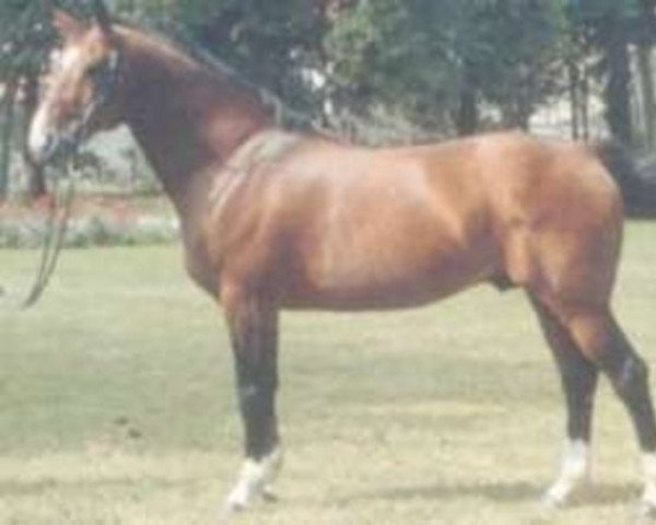 stallion Royalme (Selle Français, 1979, from Almé)