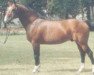 stallion Royalme (Selle Français, 1979, from Alme)