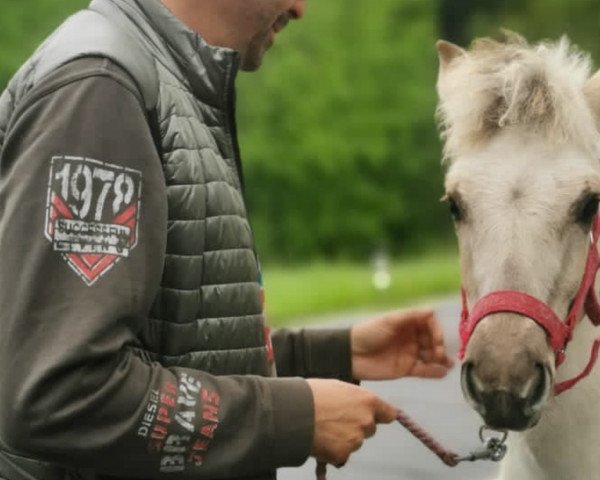 Pferd Ti Joya (Fjordpferd, 2022, von Ilvano)