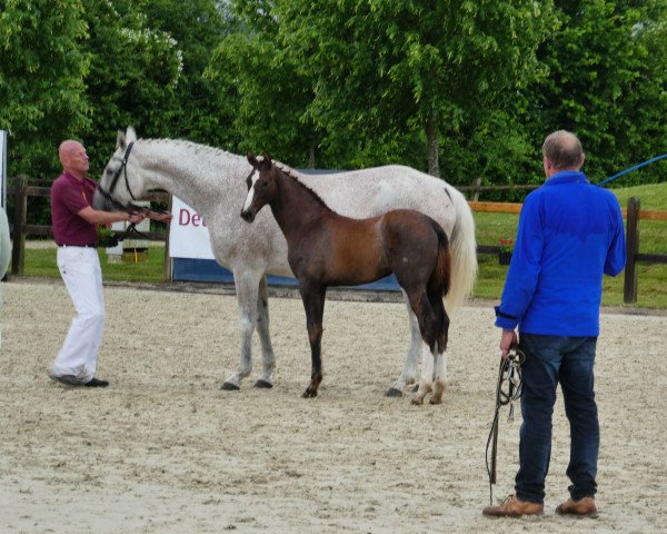 Dressurpferd Pin Up R (Deutsches Sportpferd, 2023, von Callaho's Benicio)