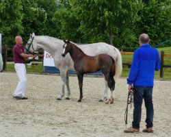 dressage horse Pin Up R (German Sport Horse, 2023, from Callaho's Benicio)