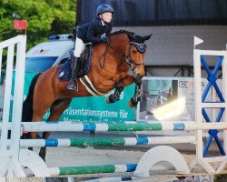 jumper Disaronno 6 (New Forest Pony, 2011, from Orchid's Floris)