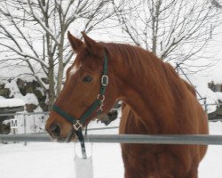 horse Litograph (Austrian Warmblood, 1995, from Lordron B)