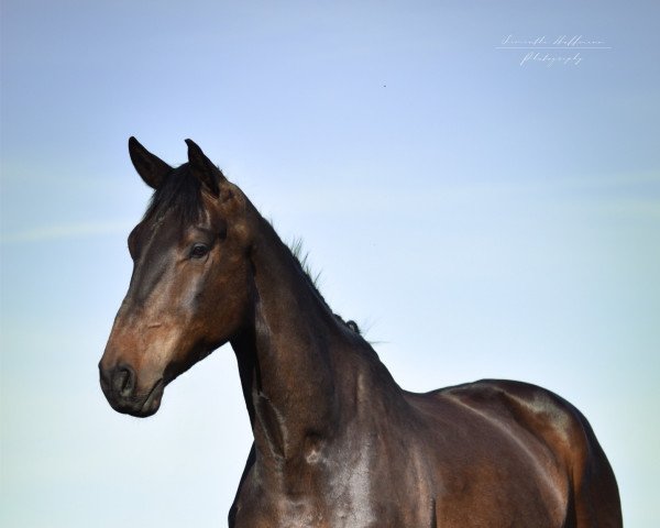 dressage horse Devaki 4 (Oldenburg, 2018, from Don K)