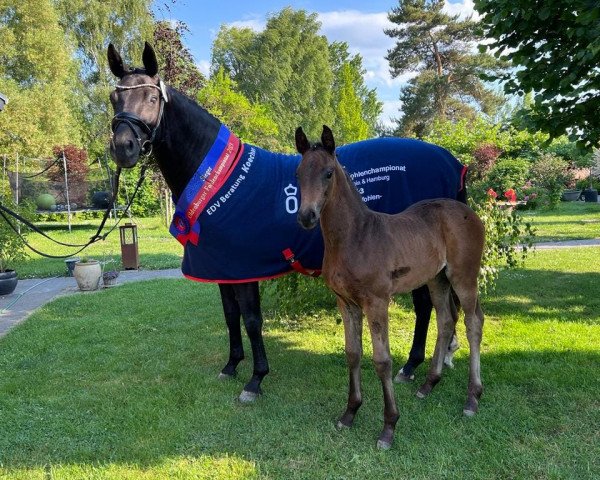 dressage horse Salted Caramel (Oldenburg, 2023, from So Perfect)