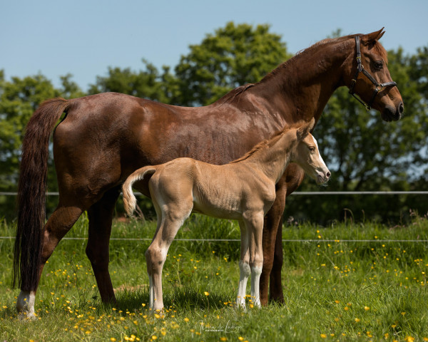 Zuchtstute Heidehof's Caroline (Nederlands Welsh Ridepony, 2000, von Marieton's Jasper)