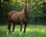 broodmare Heidehof's Nathalie (Nederlands Welsh Ridepony, 1995, from Orchard d'Avranches)