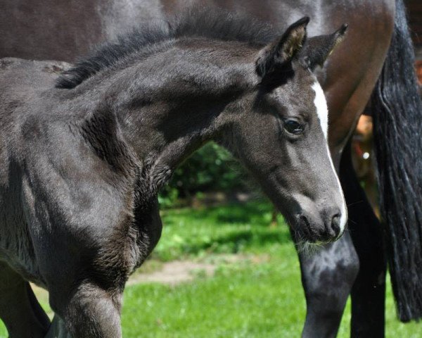 dressage horse Hengst von Carantas/De Niro (Oldenburg, 2014, from Carantas)