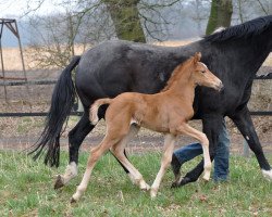 broodmare Quantensprung-De Nir (Oldenburg, 2018, from Quantensprung 3)