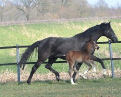 broodmare Shirly (Oldenburg, 2011, from Belstaff)