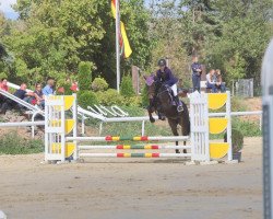 Springpferd Carlotta 107 (Deutsches Reitpony, 2003, von Amedijk's Isaac)