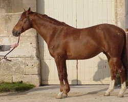 stallion Espoir d'Oc (Selle Français, 1992, from Double Espoir)