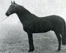 stallion Delta de Paulstra (Selle Français, 1969, from Mexico)