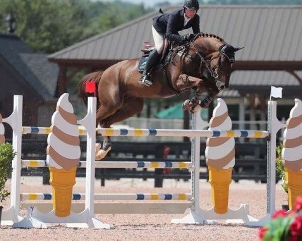 Springpferd Ginger Ale (KWPN (Niederländisches Warmblut), 2011, von Tyson)