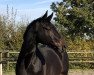 dressage horse Aragorn el negro (Trakehner, 2015, from Hofrat)