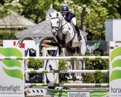 stallion Leasue Z (Zangersheide riding horse, 2007, from Levisto Z)