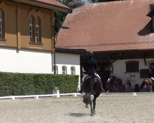 Reitturnier Avenches 2023
