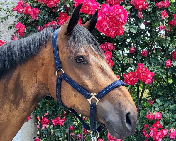 dressage horse Saphira 303 (German Sport Horse, 2018, from Neustein)