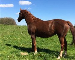 broodmare Violette Frivole (Selle Français, 2009, from Magic des Mielles)