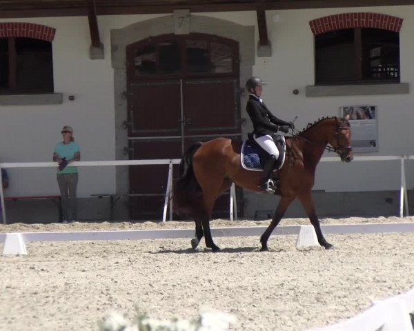 Reitturnier Avenches 2023