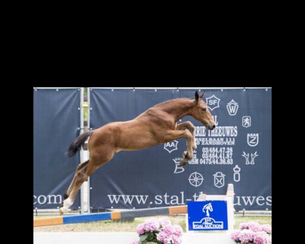 jumper Isaia Z (Zangersheide riding horse, 2017, from Ideal de La Loge)