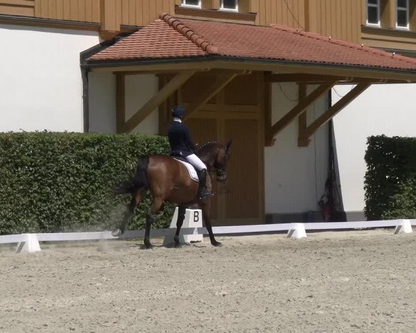 Reitturnier Avenches 2023