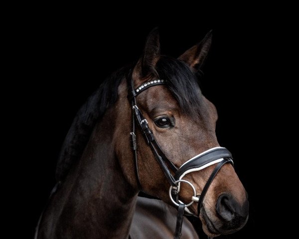 dressage horse Colanda 13 (Westphalian, 2016, from Captain Collin)