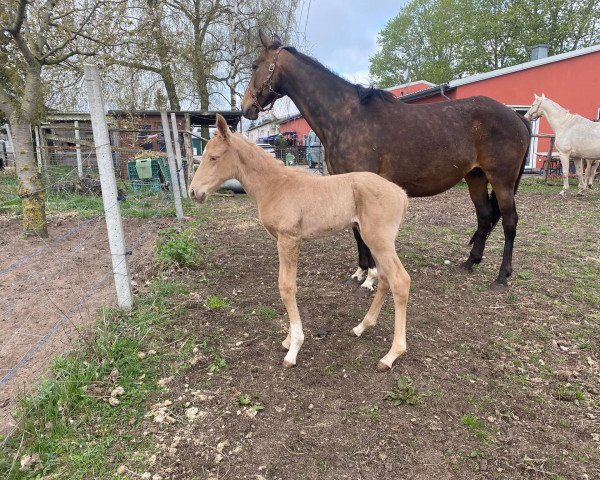 horse Golden River AS (Mecklenburg, 2022, from Snowy River xx)