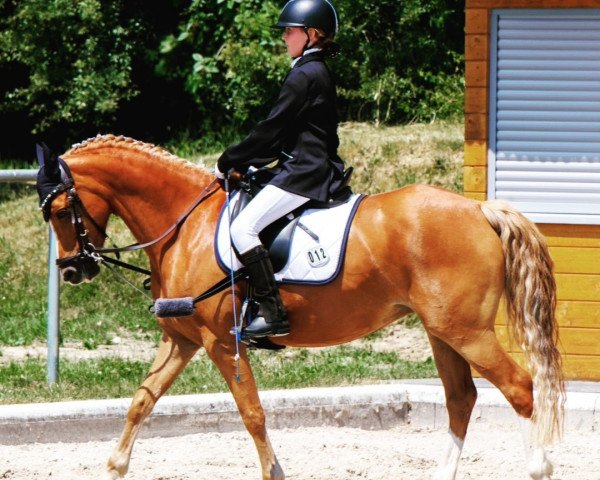 Zuchtstute Sunshine 737 (Deutsches Reitpony, 2016, von Starlight)