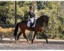 dressage horse Haribo 69 (Trakehner, 2015, from Herzensdieb)