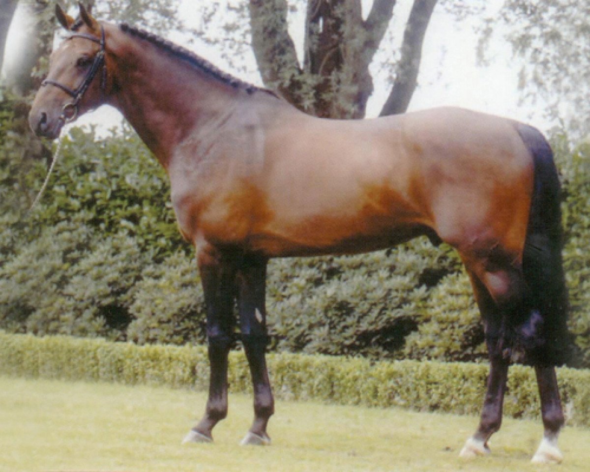 Deckhengst Numero Uno (KWPN (Niederländisches Warmblut), 1995, von Libero H)