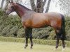 stallion Numero Uno (Dutch Warmblood, 1995, from Libero H)