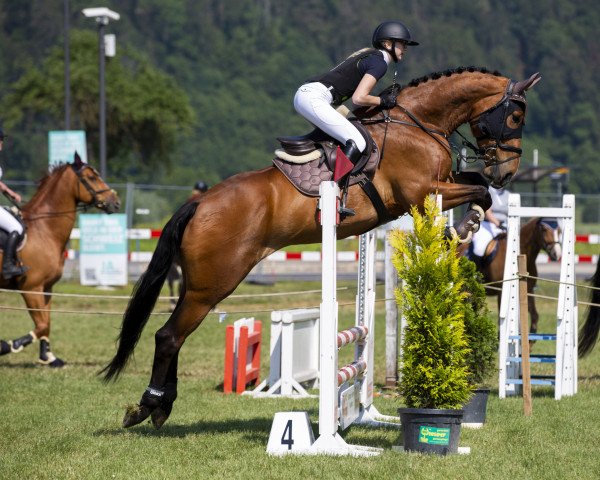 jumper Lessire O.m. (Belgian Warmblood, 2017, from Messire Ardent)