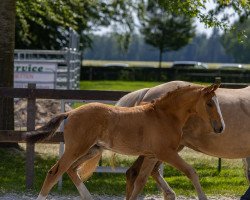 dressage horse Ma Vie SD (German Riding Pony, 2023, from Cosmopolitan NRW)