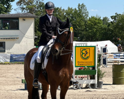 dressage horse Finest's Fellini (Oldenburg, 2015, from Franziskus FRH)