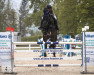 jumper Despo Noir (Hanoverian, 2011, from Diarado)