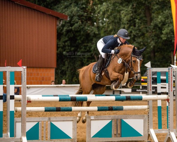 jumper Wencke M (German Riding Pony, 2011, from FS Cover Boy)