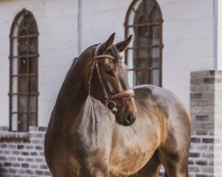 jumper Dimocello (Hanoverian, 2018, from Diamant de Semilly)