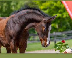 dressage horse Hengst (German Riding Pony, 2023, from Dream Date 7)