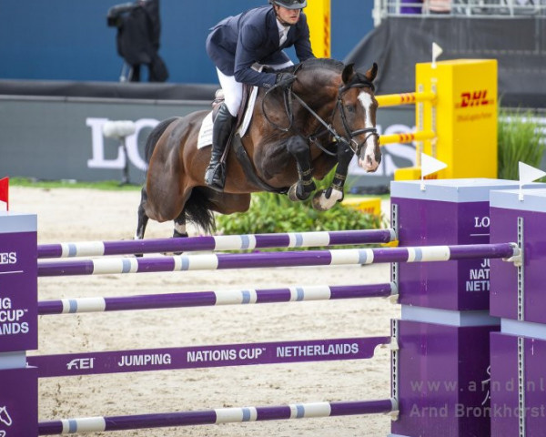 stallion Ipsthar (KWPN (Royal Dutch Sporthorse), 2013, from Denzel Vt Meulenhof)