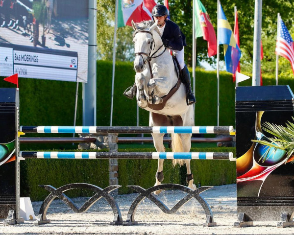 jumper Kivinia (KWPN (Royal Dutch Sporthorse), 2015, from I'm Special de Muze)