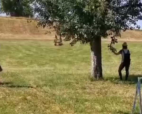 Video of Dedee