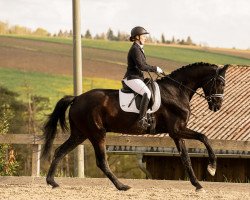 dressage horse Secret Zone (Oldenburg, 2019, from Secret)