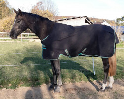 Pferd Havana Blue (Westfale, 2020, von Hickstead Blue)