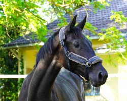 dressage horse Kallymero (German Sport Horse, 2021, from Kwahu)